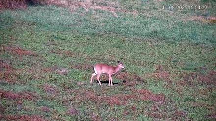Pennsylvania Elk Live Webcam - Oct 8, 2025, 3:55pm EDT