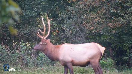Pennsylvania Elk Live Webcam - Sep 9, 2026, 7:13pm EDT