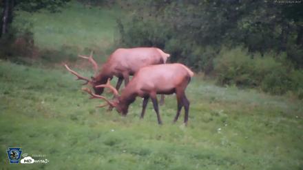 Pennsylvania Elk Live Webcam - Aug 8, 2026, 8:30pm EDT