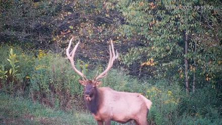 Pennsylvania Elk Live Webcam - Sep 9, 2025, 7:16pm EDT