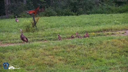 Pennsylvania Elk Live Webcam - Aug 13, 2026, 6:40pm EDT