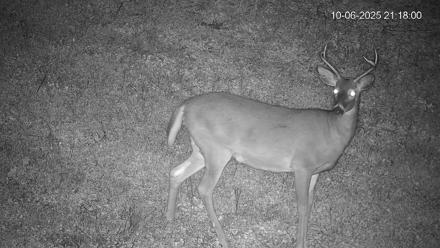 Pennsylvania Elk Live Webcam - Oct 6, 2025, 9:18pm EDT