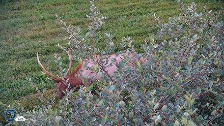Pennsylvania Elk Live Webcam - Sep 6, 2026, 7:29pm EDT