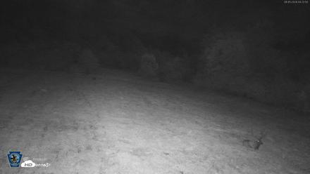 Pennsylvania Elk Live Webcam - Aug 5, 2026, 4:25am EDT