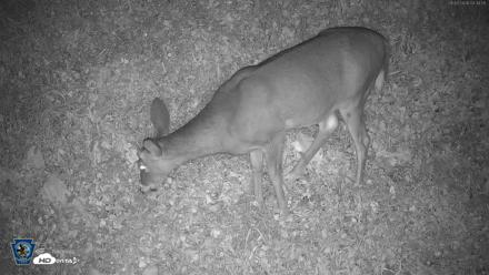 Pennsylvania Elk Live Webcam - Sep 30, 2026, 3:36am EDT