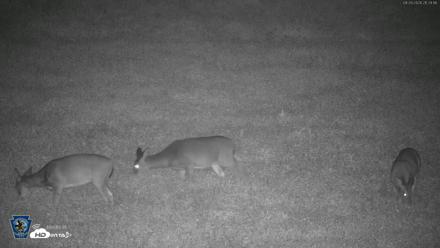 Pennsylvania Elk Live Webcam - Sep 26, 2026, 9:30pm EDT