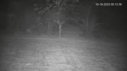 Pennsylvania Elk Live Webcam - Oct 18, 2025, 12:16am EDT