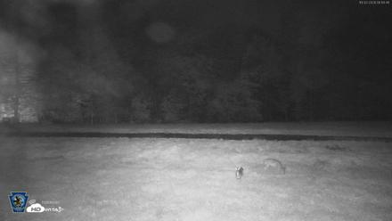 Pennsylvania Elk Live Webcam - Oct 2, 2026, 6:15am EDT