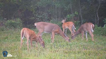 Pennsylvania Elk Live Webcam - Sep 8, 2026, 6:10pm EDT