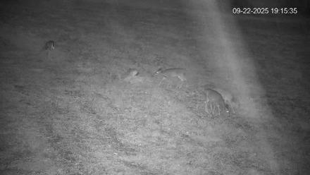 Pennsylvania Elk Live Webcam - Sep 22, 2025, 7:16pm EDT