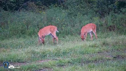 Pennsylvania Elk Live Webcam - Sep 4, 2026, 6:27pm EDT