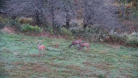 Pennsylvania Elk Live Webcam - Sep 27, 2025, 6:00pm EDT