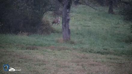 Pennsylvania Elk Live Webcam - Sep 29, 2026, 6:53am EDT