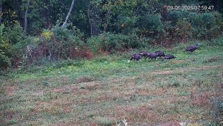 Pennsylvania Elk Live Webcam - Sep 6, 2025, 8:00am EDT