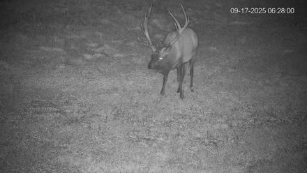 Pennsylvania Elk Live Webcam - Sep 17, 2025, 6:28am EDT