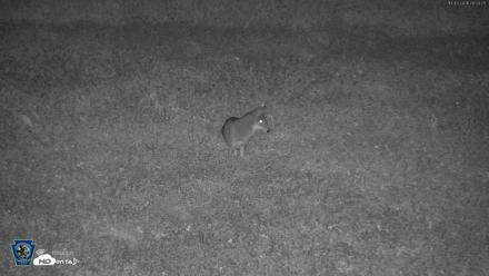 Pennsylvania Elk Live Webcam - Oct 3, 2026, 8:04pm EDT