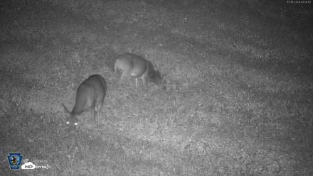 Pennsylvania Elk Live Webcam - Oct 1, 2026, 4:09am EDT