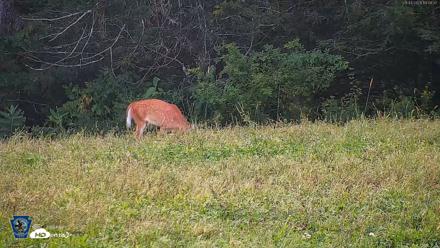 Pennsylvania Elk Live Webcam - Sep 4, 2026, 6:11pm EDT