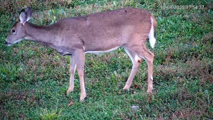 Pennsylvania Elk Live Webcam - Oct 8, 2025, 5:55pm EDT