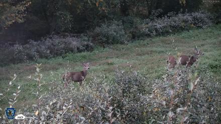 Pennsylvania Elk Live Webcam - Oct 2, 2026, 6:57am EDT