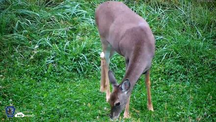 Pennsylvania Elk Live Webcam - Sep 29, 2026, 6:19pm EDT
