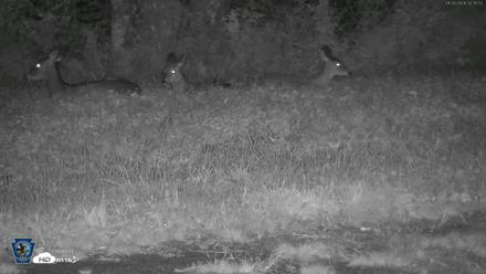 Pennsylvania Elk Live Webcam - Sep 26, 2026, 8:36pm EDT