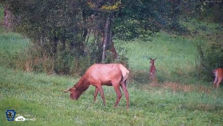 Pennsylvania Elk Live Webcam - Aug 9, 2026, 8:15pm EDT