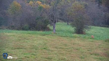 Pennsylvania Elk Live Webcam - Oct 1, 2026, 7:53am EDT