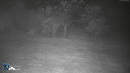 Pennsylvania Elk Live Webcam - Sep 29, 2026, 7:44pm EDT