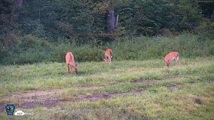 Pennsylvania Elk Live Webcam - Sep 4, 2026, 6:29pm EDT