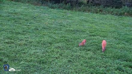 Pennsylvania Elk Live Webcam - Aug 16, 2026, 7:16am EDT