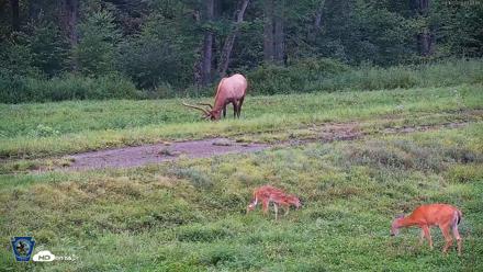 Pennsylvania Elk Live Webcam - Aug 10, 2026, 7:50pm EDT