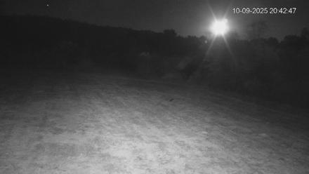 Pennsylvania Elk Live Webcam - Oct 9, 2025, 8:43pm EDT