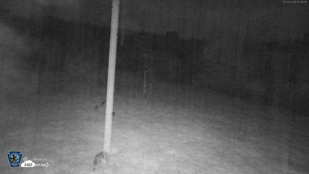Pennsylvania Elk Live Webcam - Sep 29, 2026, 2:49am EDT