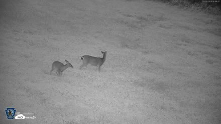 Pennsylvania Elk Live Webcam - Sep 28, 2026, 6:49am EDT