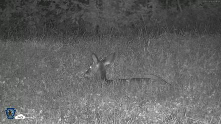Pennsylvania Elk Live Webcam - Oct 3, 2026, 8:31pm EDT