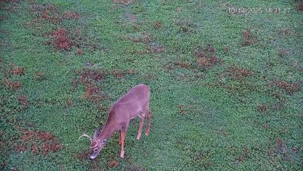 Pennsylvania Elk Live Webcam - Oct 14, 2025, 6:32pm EDT