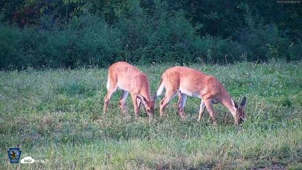 Pennsylvania Elk Live Webcam - Sep 7, 2026, 6:08pm EDT