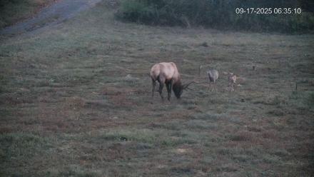 Pennsylvania Elk Live Webcam - Sep 17, 2025, 6:35am EDT