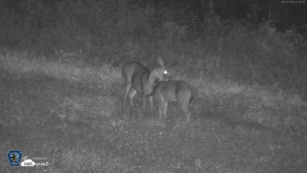 Pennsylvania Elk Live Webcam - Oct 3, 2026, 10:34pm EDT