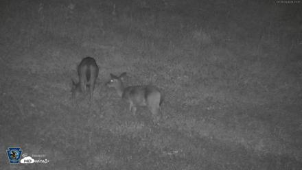 Pennsylvania Elk Live Webcam - Sep 28, 2026, 6:24am EDT