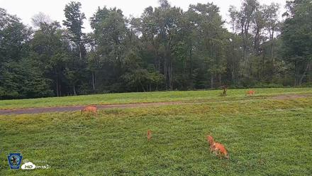 Pennsylvania Elk Live Webcam - Aug 9, 2026, 6:40am EDT