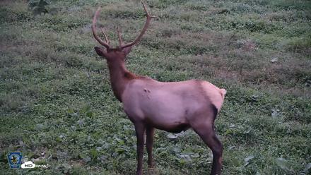 Pennsylvania Elk Live Webcam - Sep 9, 2026, 7:46pm EDT