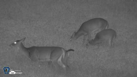 Pennsylvania Elk Live Webcam - Sep 26, 2026, 7:30pm EDT