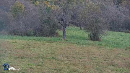 Pennsylvania Elk Live Webcam - Sep 30, 2026, 10:31am EDT