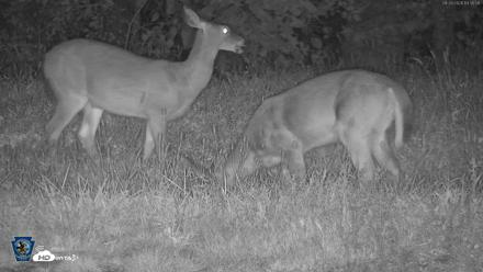 Pennsylvania Elk Live Webcam - Sep 26, 2026, 7:36pm EDT