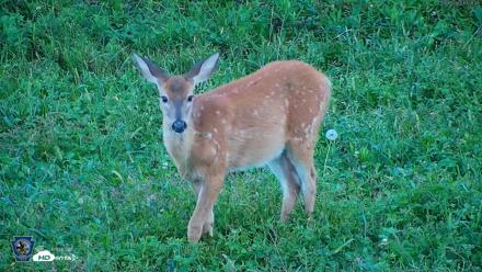 Pennsylvania Elk Live Webcam - Sep 5, 2026, 7:29pm EDT