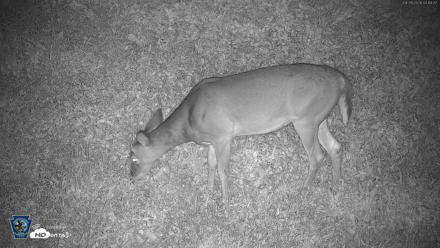 Pennsylvania Elk Live Webcam - Sep 28, 2026, 4:15am EDT