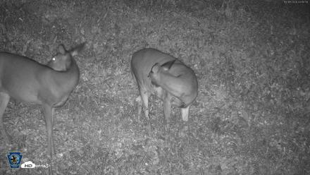 Pennsylvania Elk Live Webcam - Oct 1, 2026, 4:11am EDT