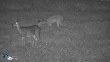 Pennsylvania Elk Live Webcam - Oct 1, 2026, 11:14pm EDT
